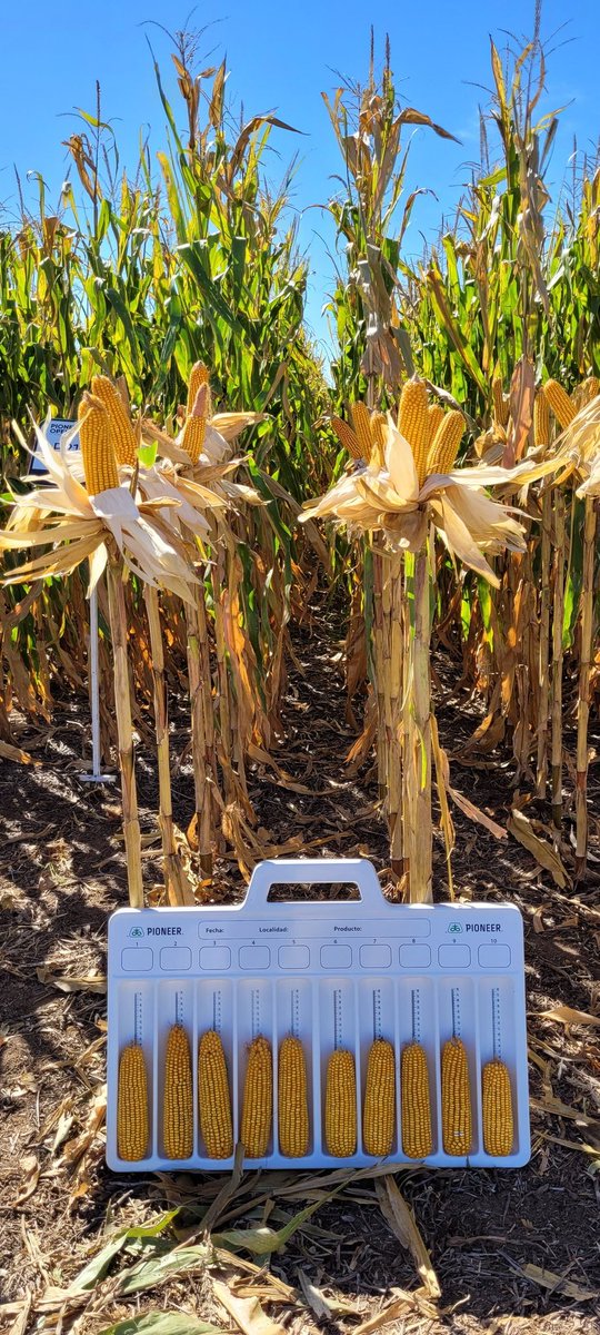 PalabraRural's tweet photo. Hoy Pioneer Open 2022 en Bengolea (Cba)
Hermoso dia soleado en el Centro Sur de la Pcia de Córdoba, donde las novedades genéticas y tecnológicas de @PioneerSemillas en maiz y en soja se expusieron ante una concurrencia de 200 asistentes. https://t.co/o1DwnIjEkI