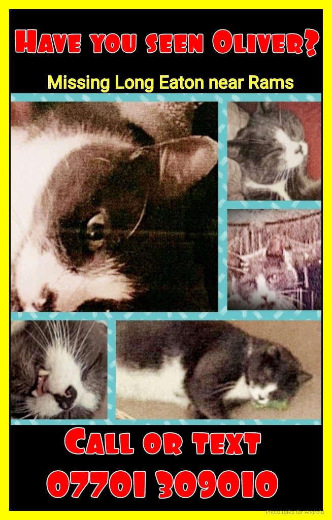 ZuccoIsMissing's tweet photo. Please share a moment &amp; a RT to help find #OLIVER 
#Missing #Cat last seen Neil Street area
#FindOliver
#NG10
#LongEaton
#Nottingham 
#Notts
☎️ 07701 309010 https://t.co/De1hAs0jsx