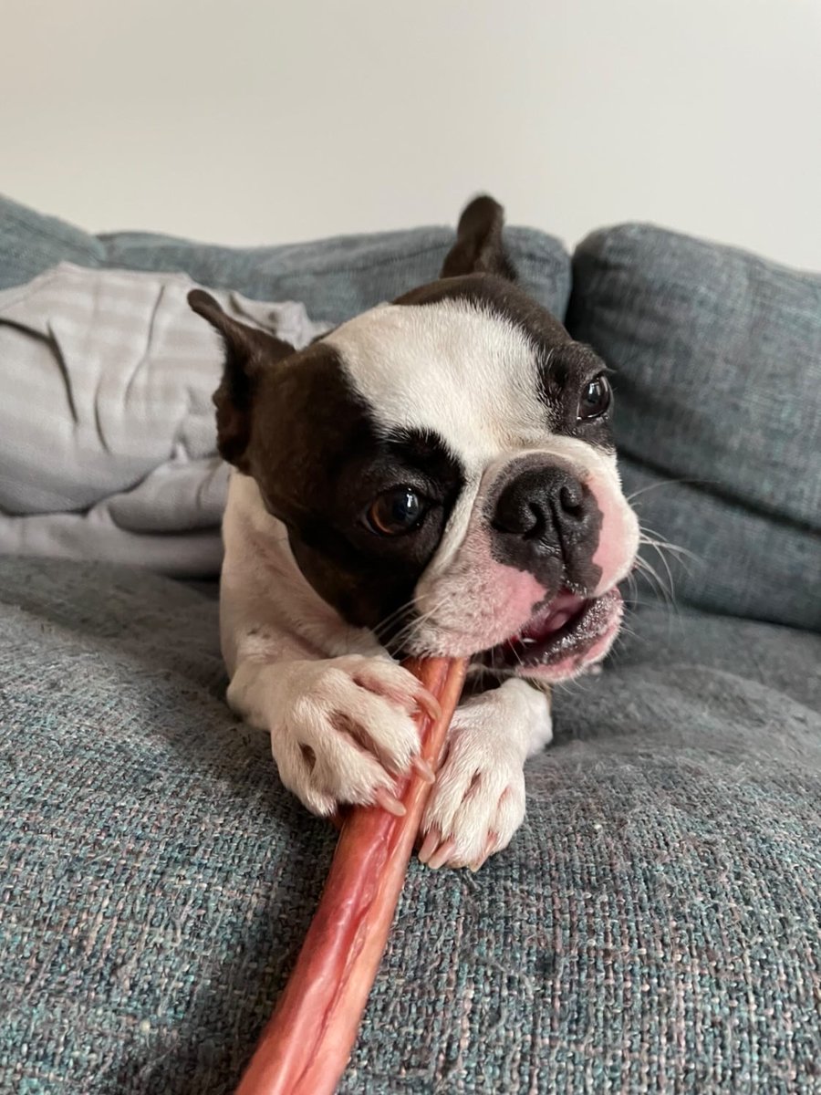 The best of friends 🦴