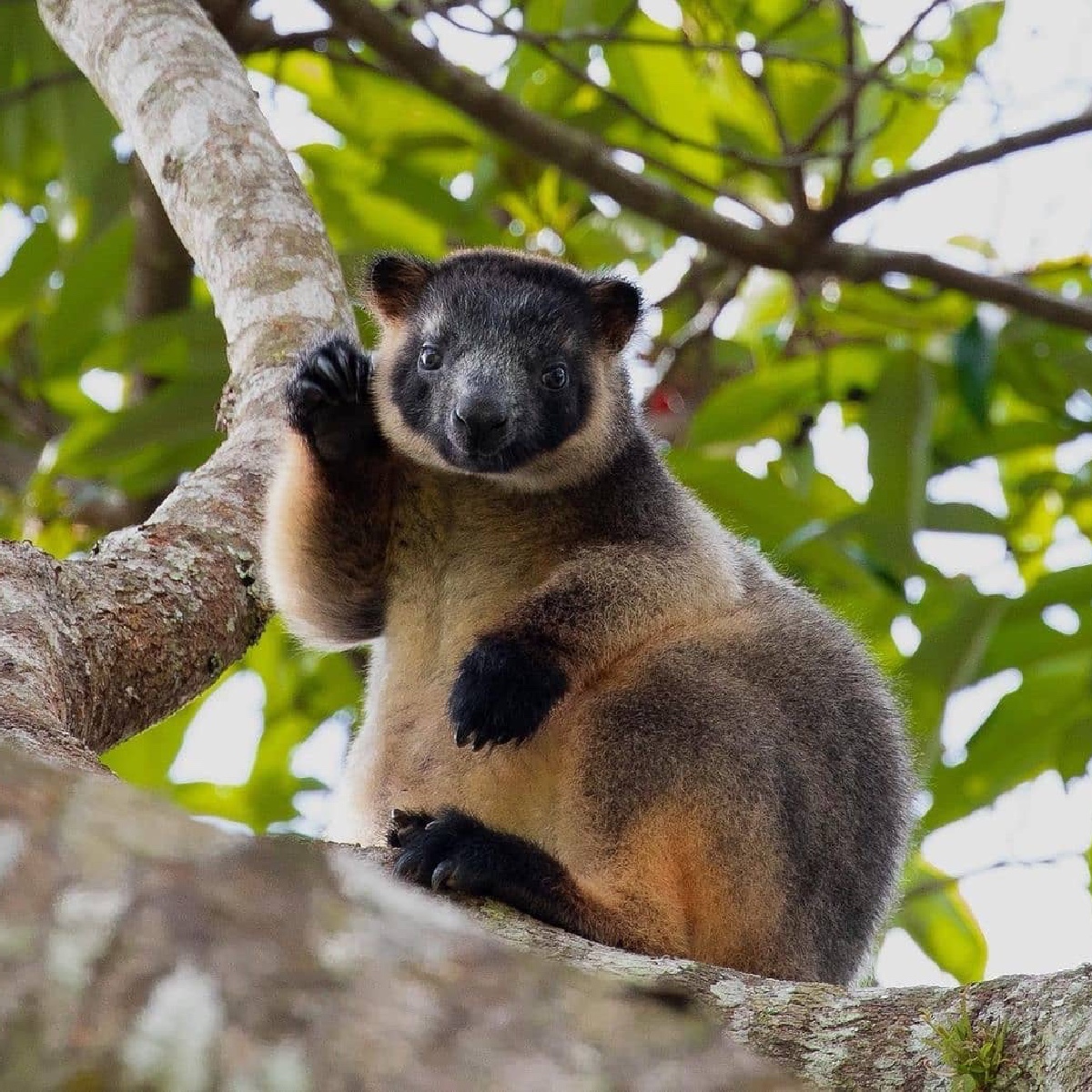 Australia's tweet photo. Saying bye-bye to the work week like 👋🏻

Cheers to IG/willgilmoree for sharing this adorable shot of a tree kangaroo from a recent trip to @Queensland's #AthertonTablelands.

#seeaustralia #thisisqueensland #exploreTNQ #holidayeherethisyear https://t.co/Re62741cde