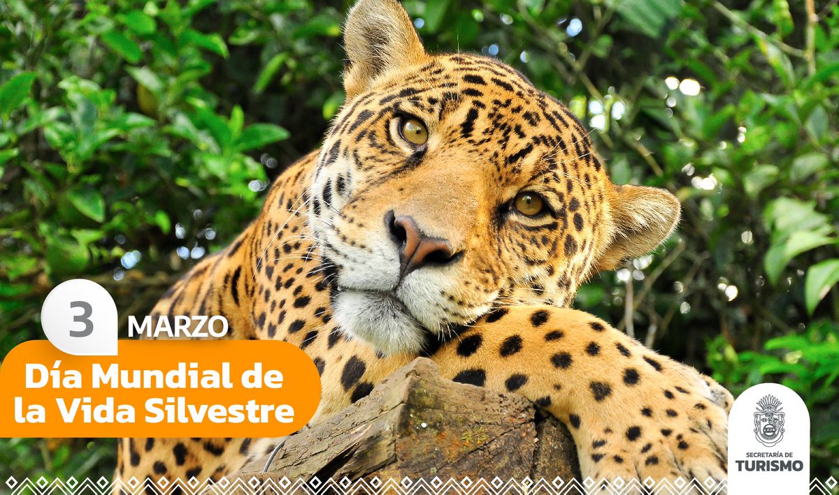Sectur_Guerrero's tweet photo. 🐅Cada 3 de marzo, se conmemora el  
 𝗗í𝗮 𝗠𝘂𝗻𝗱𝗶𝗮𝗹 𝗱𝗲 𝗹𝗮 𝗩𝗶𝗱𝗮 𝗦𝗶𝗹𝘃𝗲𝘀𝘁𝗿𝗲🐆.

🐳El lema de este año es recuperar a las especies clave para la restauración de ecosistemas🐢.

🐘#vidasilvestre🐍 https://t.co/AKEHyhImra