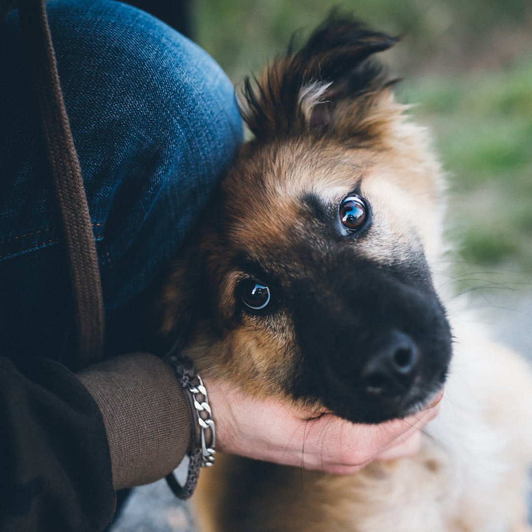 Did you know?
Some non-natural treats may include artificial or
low-quality palatability (taste) enhancers. Our treats never have sweeteners such as corn syrup, sucrose, ammoniated glycyrrhizin, and artificial flavoring 
(such as barbecue flavor or artificial smoke flavor).