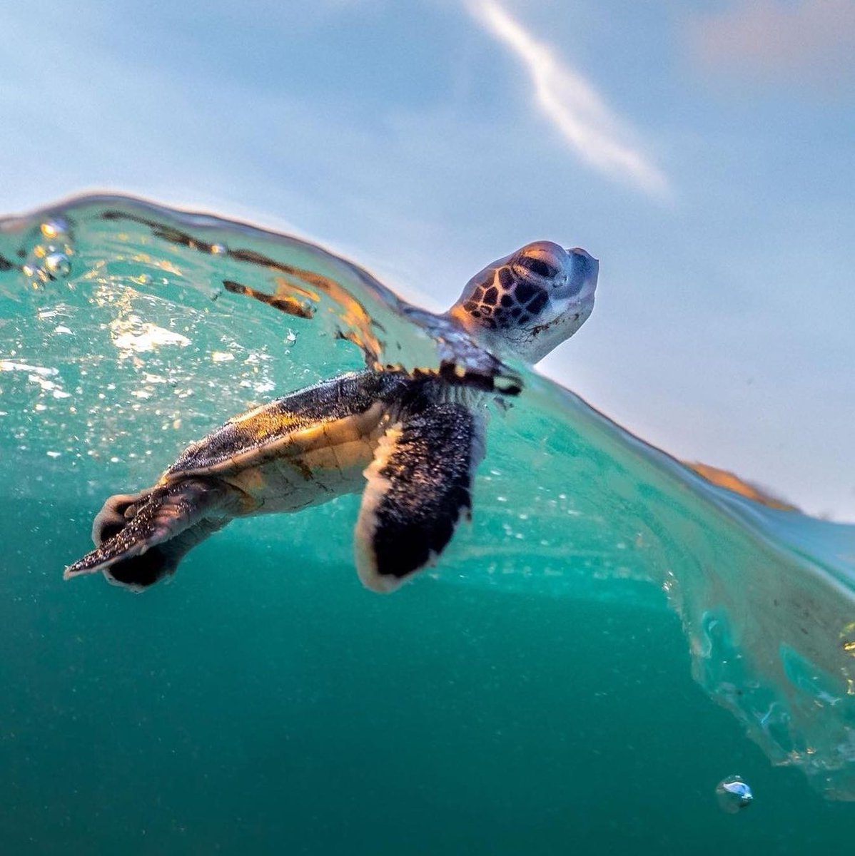 Today is World Wildlife Day! This year's theme is “Recovering key species for ecosystem restoration”.⁣

Lets protect biodiversity, always.  Start here 👉 theonemovement.co⁣⁣⁠⁣⁠⁣⁠⁣
⁣⁣⁠⁣⁠⁣⁠⁣
1 follower = 1 plastic bottle removed⁣⁣⁠⁣⁠⁣⁠⁣