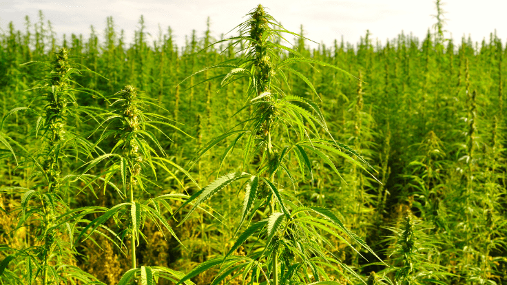 Hemp Grower tweet media