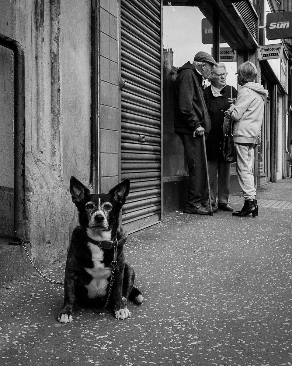 Dogs 🐾 

#CityPhotographer #DogsOfGlasgow #Glasgow #CityOfGlasgow #iLoveGlasgow #LoveGlasgow
#ZenoWatson