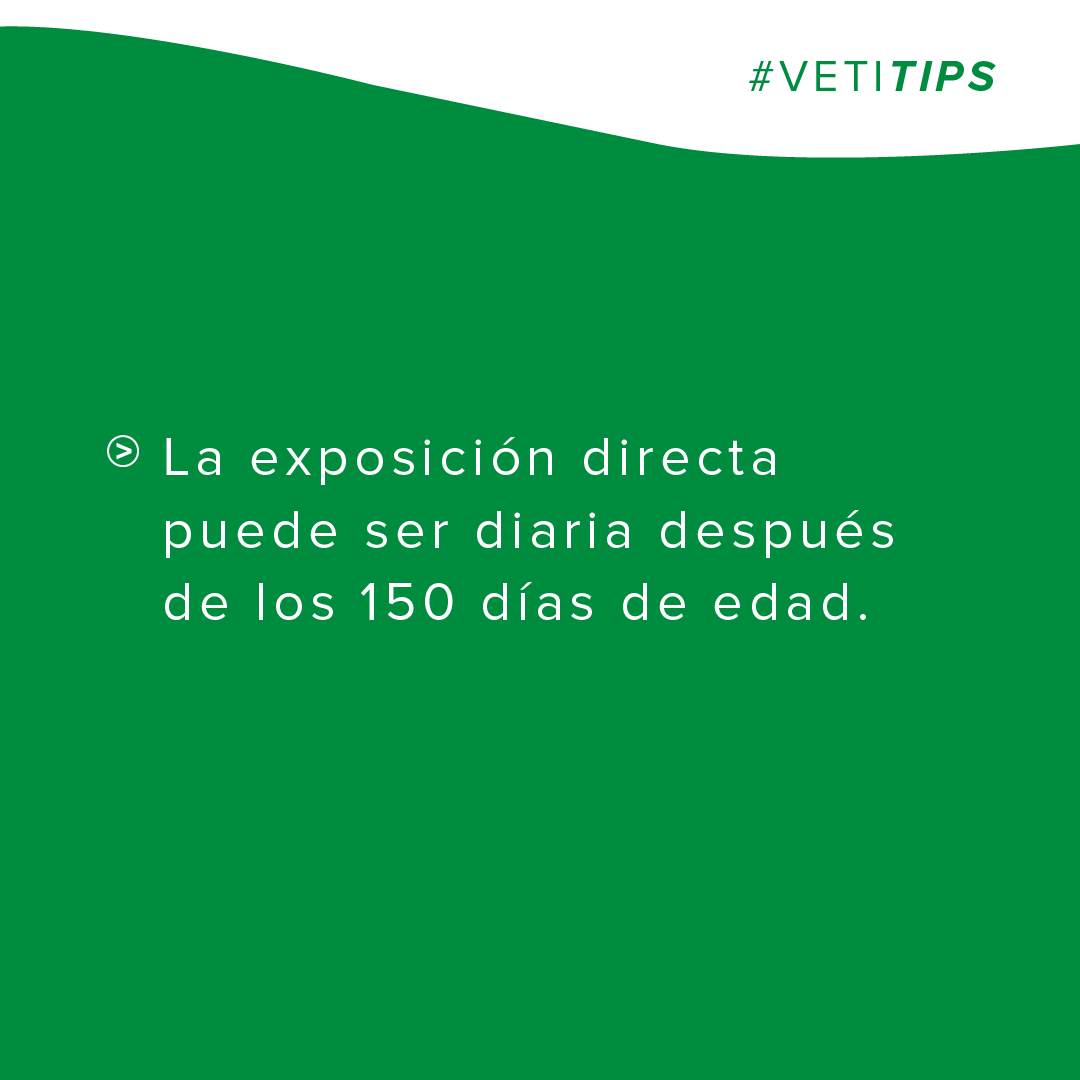 vetifarma's tweet photo. #VetiTips - El factor más importante para desarrollar la pubertad temprana en las cachorras es la exposición al macho, luego el factor grupo, y luego el factor nutricional. Les compartimos una serie de consejos y recomendaciones que deberán tener en cuenta. https://t.co/yn4PSJbt44