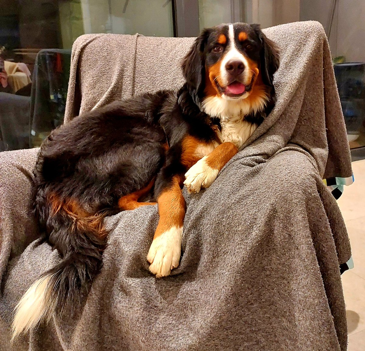 ButtonBernese's tweet image. Its good to smile 😃 #Smile #bernesemountaindog #puppy #berner #dogsoftwitter