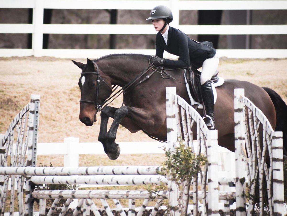 Welcoming Cozana, great teacher with plenty of style for top circuits. Comes pre-qualified 2022 JHF with experience at Hunterdon Cup, Maclay Reg'l, USEF Finals. 2011 16.1+h Holsteiner Mare, can be tried at Gulfport

↬ hntjmp.be/cozana
