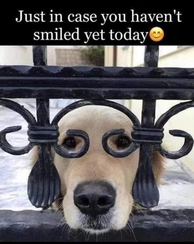 PghGoldens's tweet image. This isn’t me, but it should be!!!!!!!!!!!