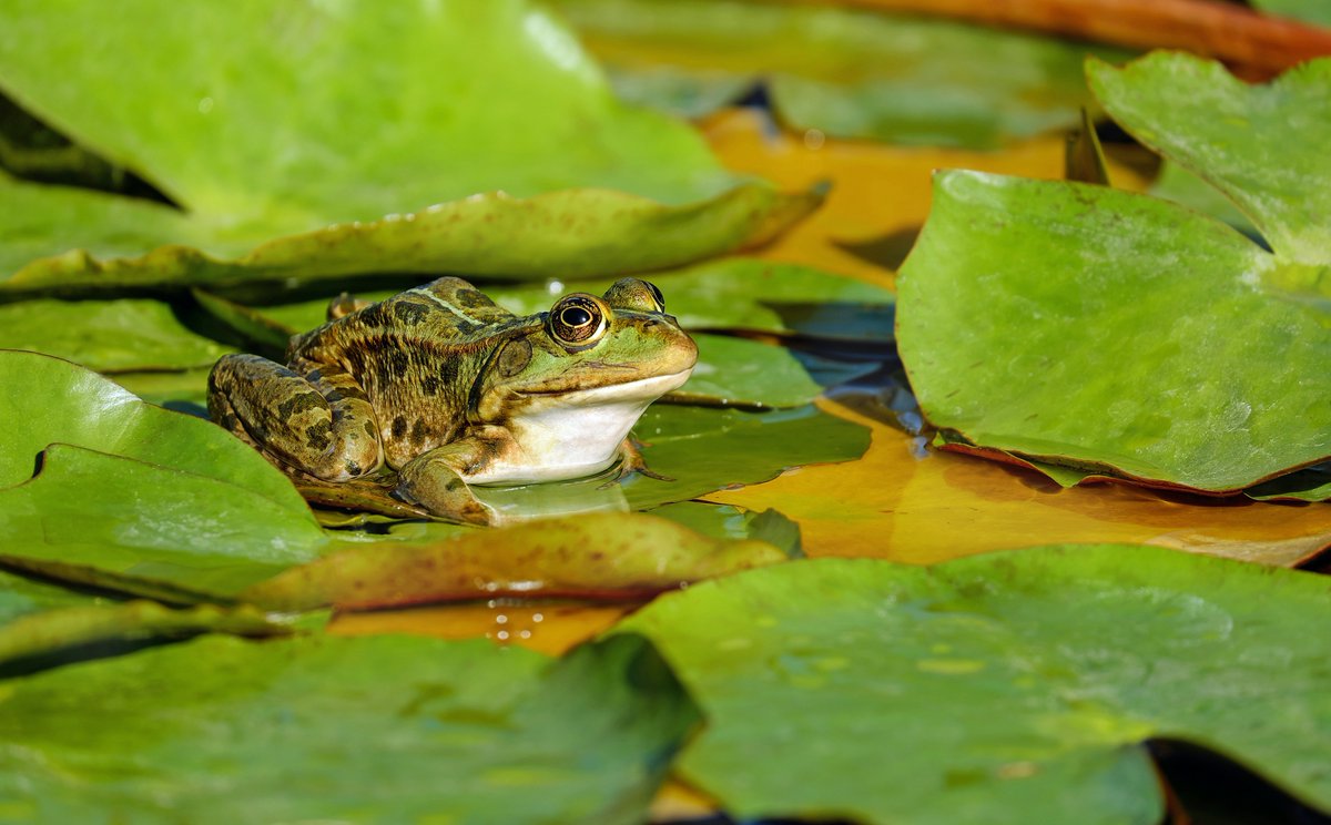 Green Infrastructure Ontario Coalition tweet media