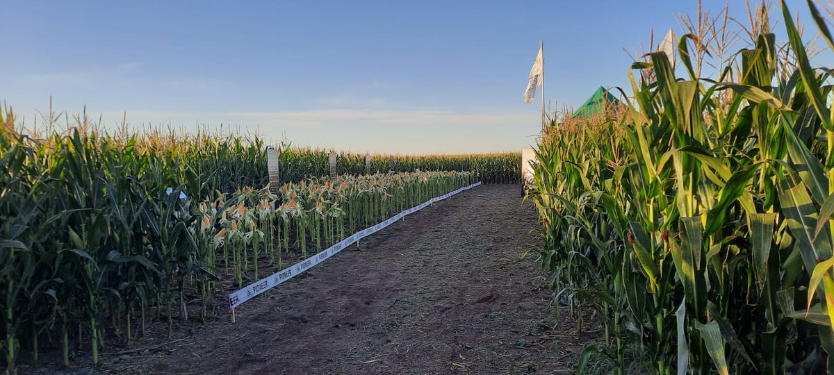 PioneerSemillas's tweet photo. 🎾 🌽 PIONEER OPEN 2022 | Queremos agradecerle a los más de 200 asistentes a la primera fecha del #PioneerOpen en la localidad de Bengolea, Córdoba. Con la participación especial de Luis Lanfranconi.

¡Nos vemos en Juan José Paso!

Pioneer, #HechoParaCrecer. https://t.co/j0onqpAOpH