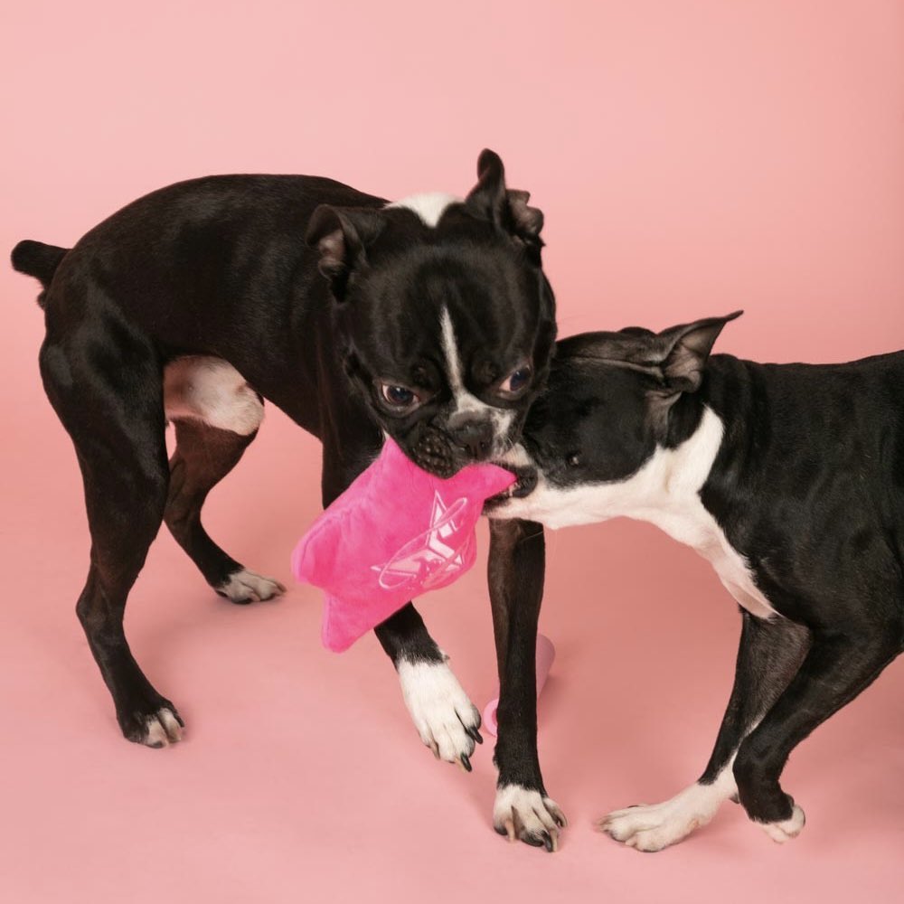 JeffreeStarPets tweet media