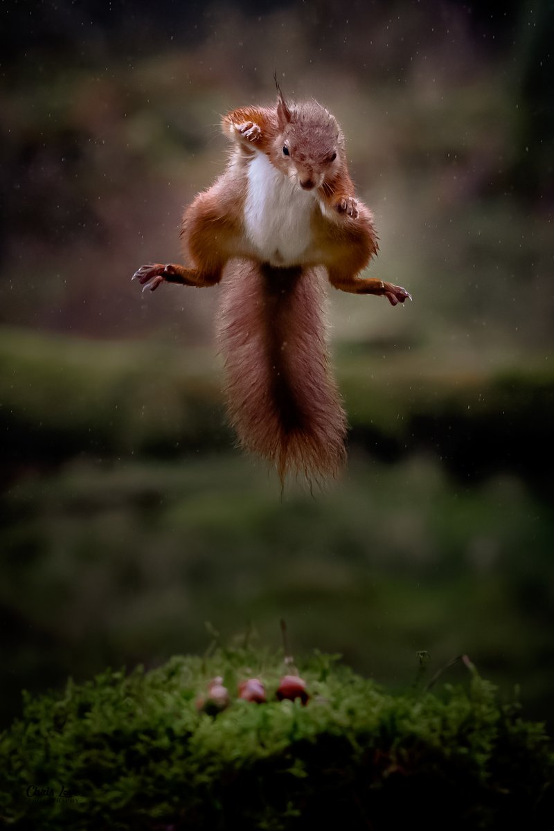 Eyes on the prize... #wildlifephotography