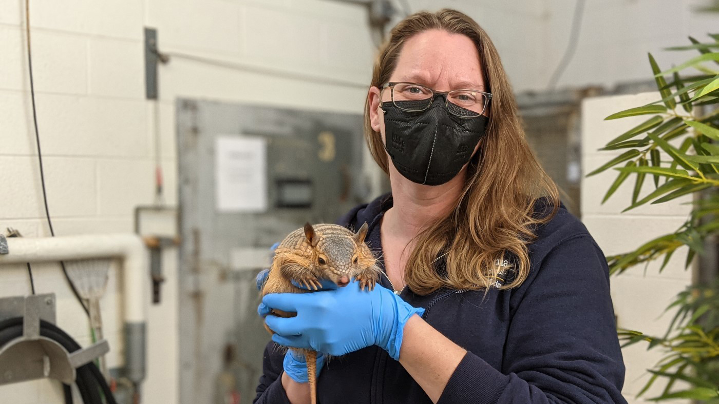 National Zoo on Twitter "🐘🌾 Food for thought Nutrition forms the