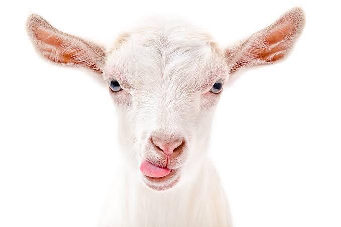 ГОРГИСХЕВ (@gorgichev1) on Twitter photo 