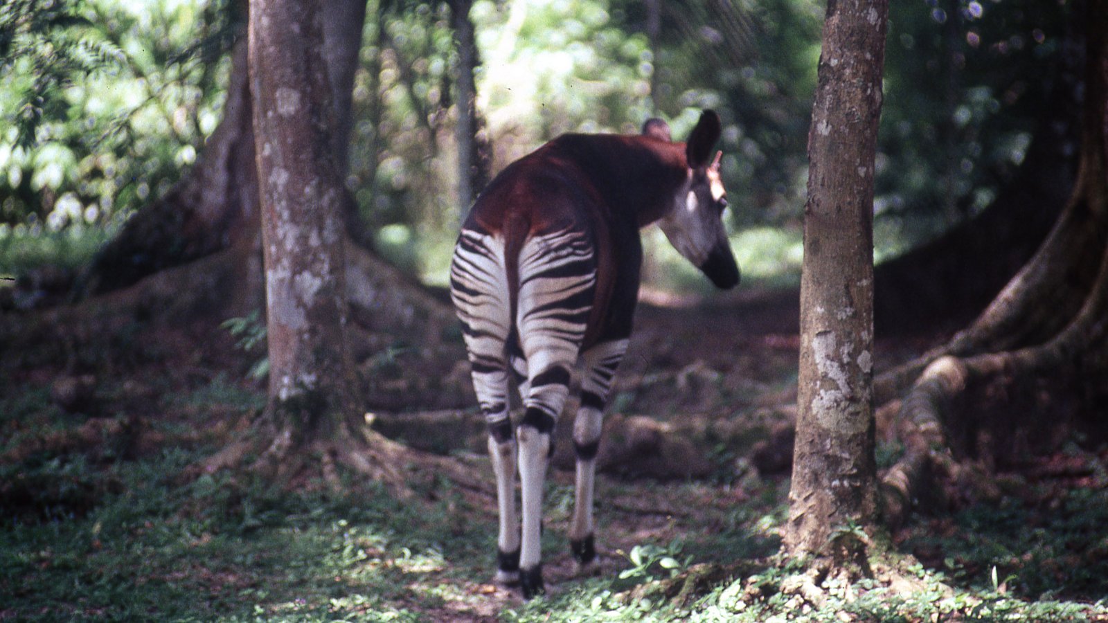 Okapi Conservation on Twitter: Okapi Conservation on Twitter: