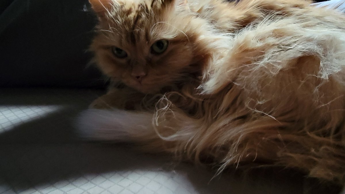 Curly_Car's tweet photo. How you know your migraine is severe.... you wake up with 2 cats by your head &amp; two cats on your lap. https://t.co/CrGd1qkhvh