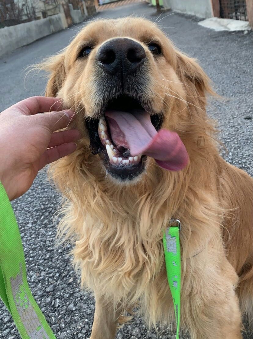 nalsignn's tweet photo. Bu çocuğun hikayesi uzun. Sonuç olarak küçüklükten beri olduğu yuvasında artık bakılamıyor😪 Bilinmeze gitmeden korumaya alınacak. Nakil ücreti için 100 tl destek olabilecek 6 gönüllüye ihtiyaç var. Tura dahil olacak bu yüzden turu kaçırmaması gerekiyor. 
Lütfen paylaşın. https://t.co/AdQlKJU1iG