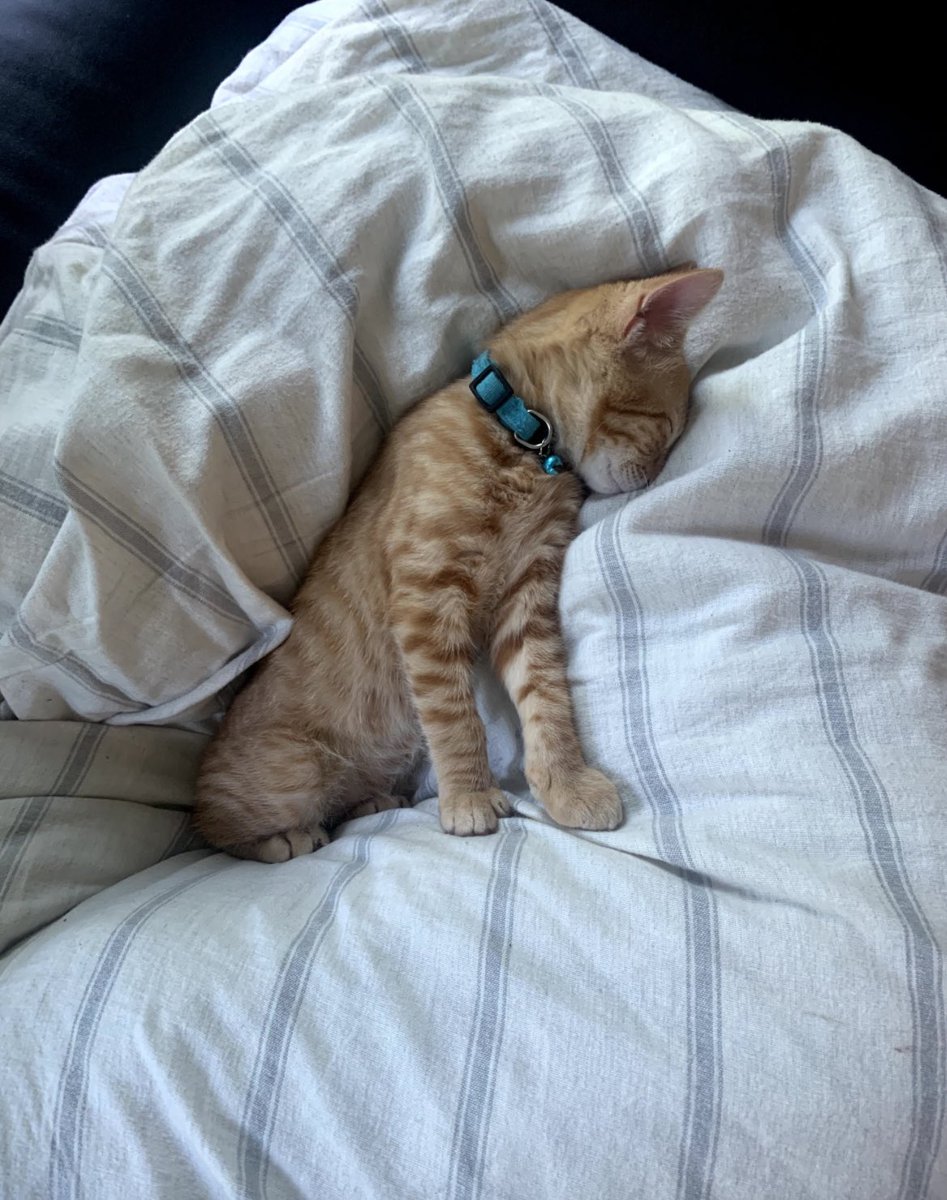 ave72500's tweet photo. i hope the boy makes you smile #cats https://t.co/qy4RJg5bGq