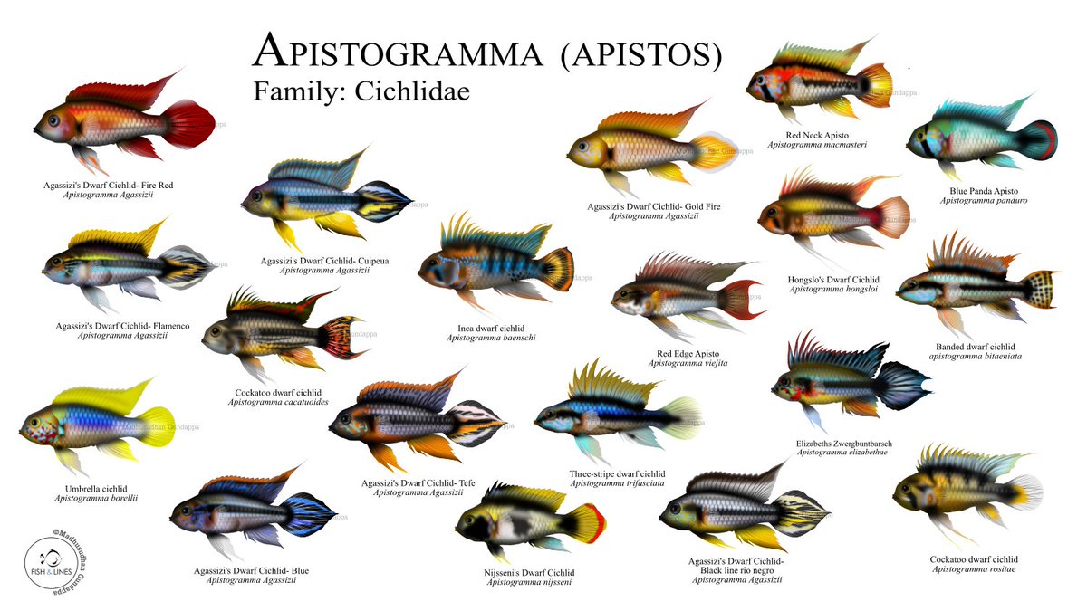 fish_lines's tweet image. Its time for one of my favorite hashtag #GetYourArtUnderwater!! I am Madhu and I love illustrating a lot of fishes. Check out the hashtag and follow all the amazing artists! 
#sciart #fishsketch