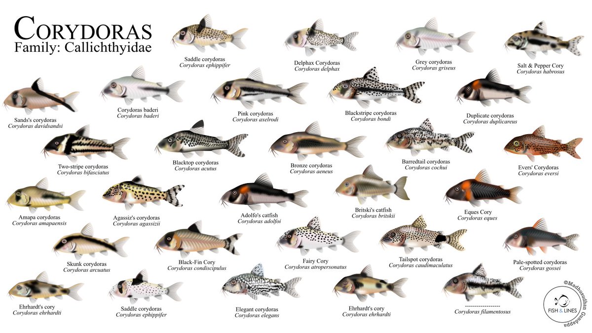 fish_lines's tweet image. Its time for one of my favorite hashtag #GetYourArtUnderwater!! I am Madhu and I love illustrating a lot of fishes. Check out the hashtag and follow all the amazing artists! 
#sciart #fishsketch