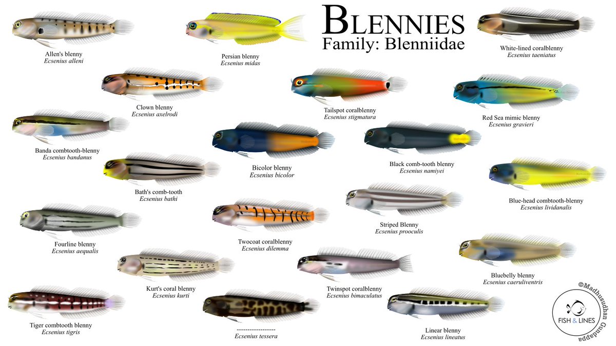 fish_lines's tweet image. Its time for one of my favorite hashtag #GetYourArtUnderwater!! I am Madhu and I love illustrating a lot of fishes. Check out the hashtag and follow all the amazing artists! 
#sciart #fishsketch