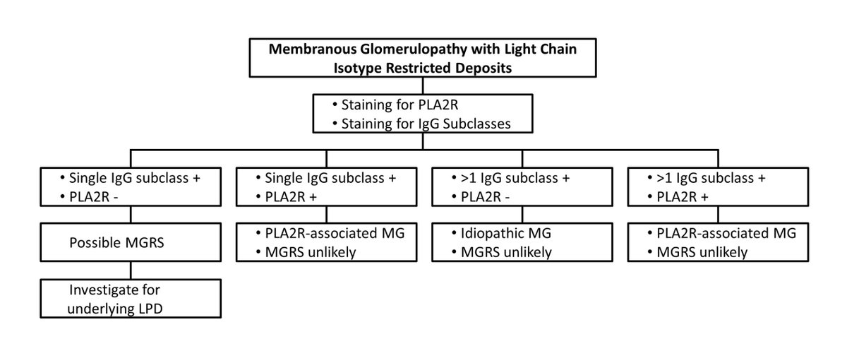 arkanalabs's tweet photo. A small subset of cases of membranous glomerulopathy is caused by monotypic deposits. We propose the following algorithm for evaluation of such cases: https://t.co/wGWZkiMT3w

#DiseaseWeek https://t.co/ljfAoFOBQX