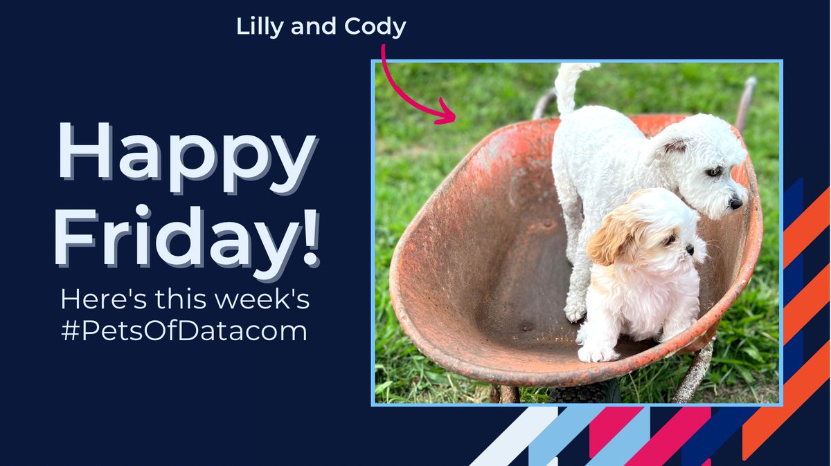 Datacom's tweet photo. Happy Friday! This is Lilly and her new little brother Cody (also known as Spud). They’re getting to know each other and stealing our hears in the process. #DogsOfDatacom #PetsOfDatacom https://t.co/6sfcx9F5l0