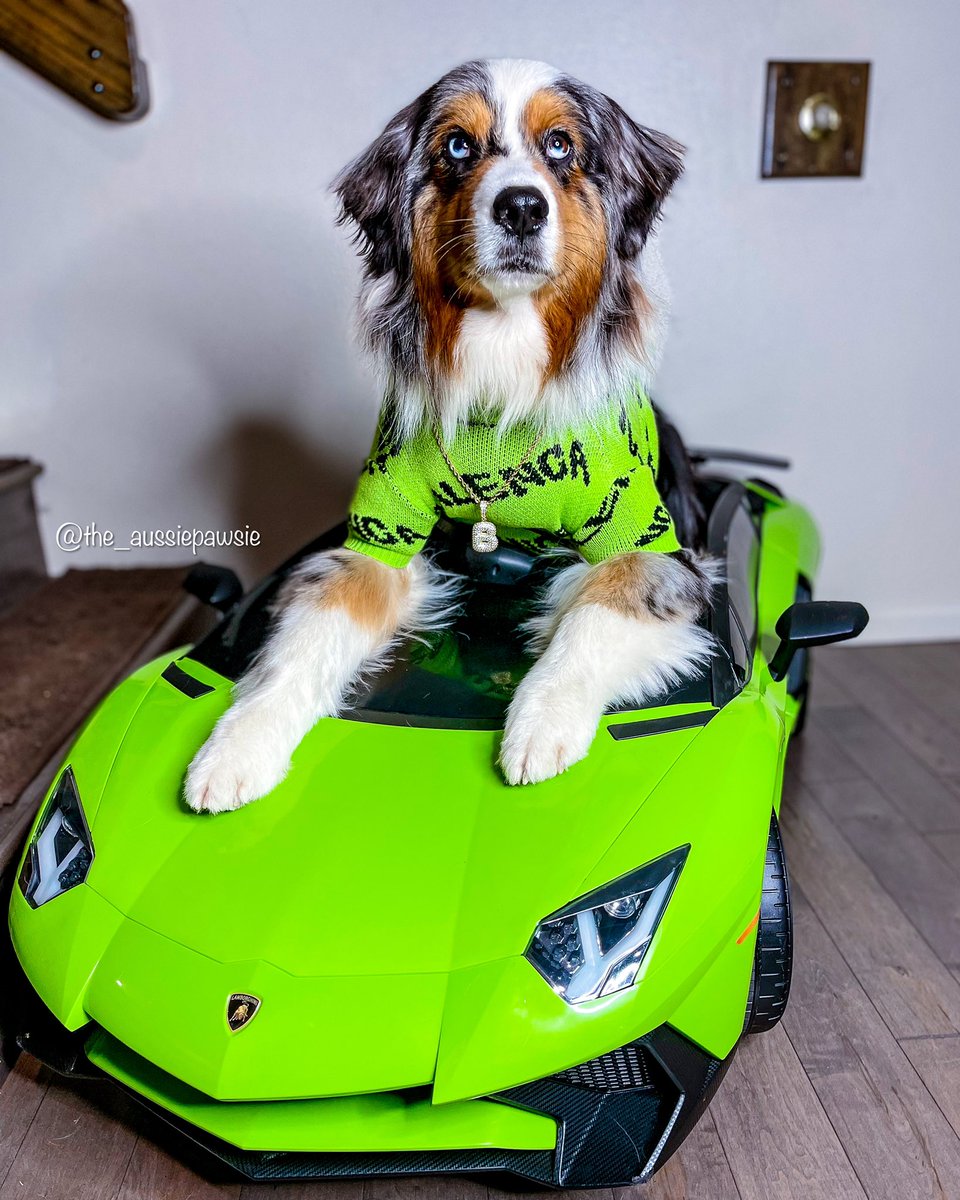 Aussie_Pawsie's tweet photo. Just a dog wearing @BALENCIAGA in his @Lamborghini 💚🐾 #dogsoftwitter #dogsofinstagram #twitterdogcommunity #supercars #Balenciaga https://t.co/43cyOWbAx7