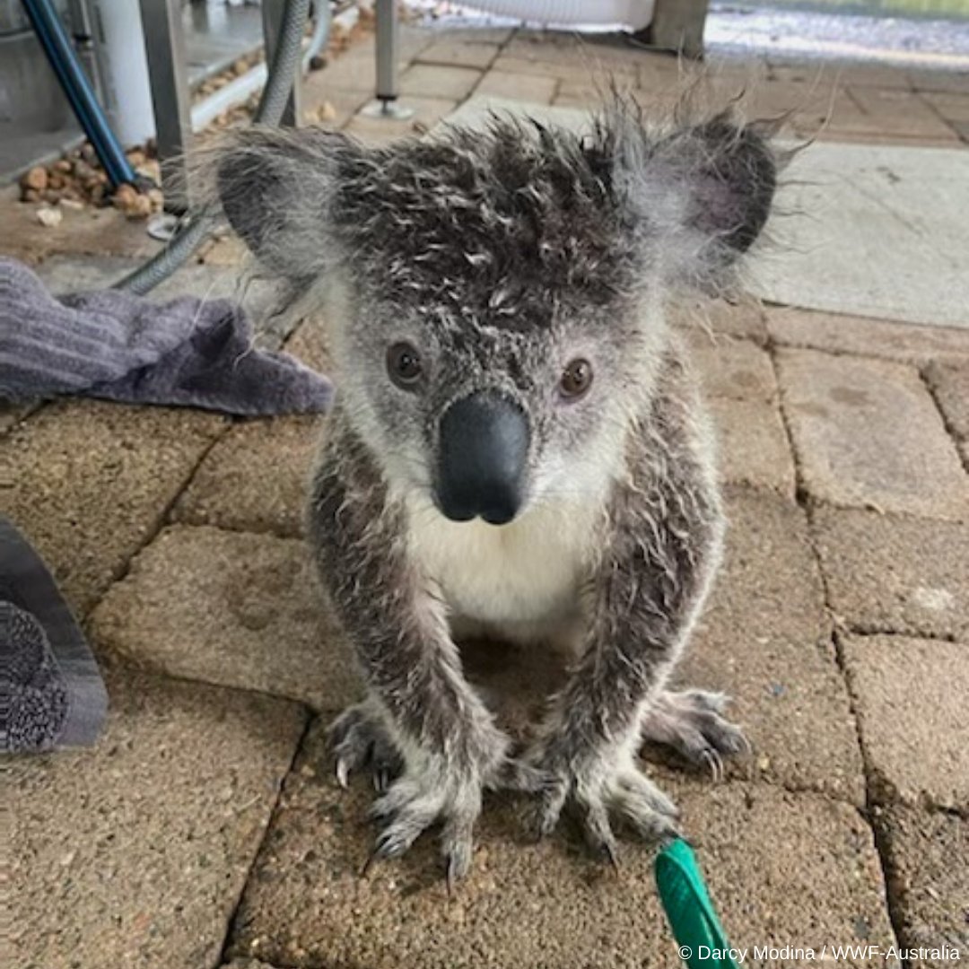 WWF_Australia tweet media