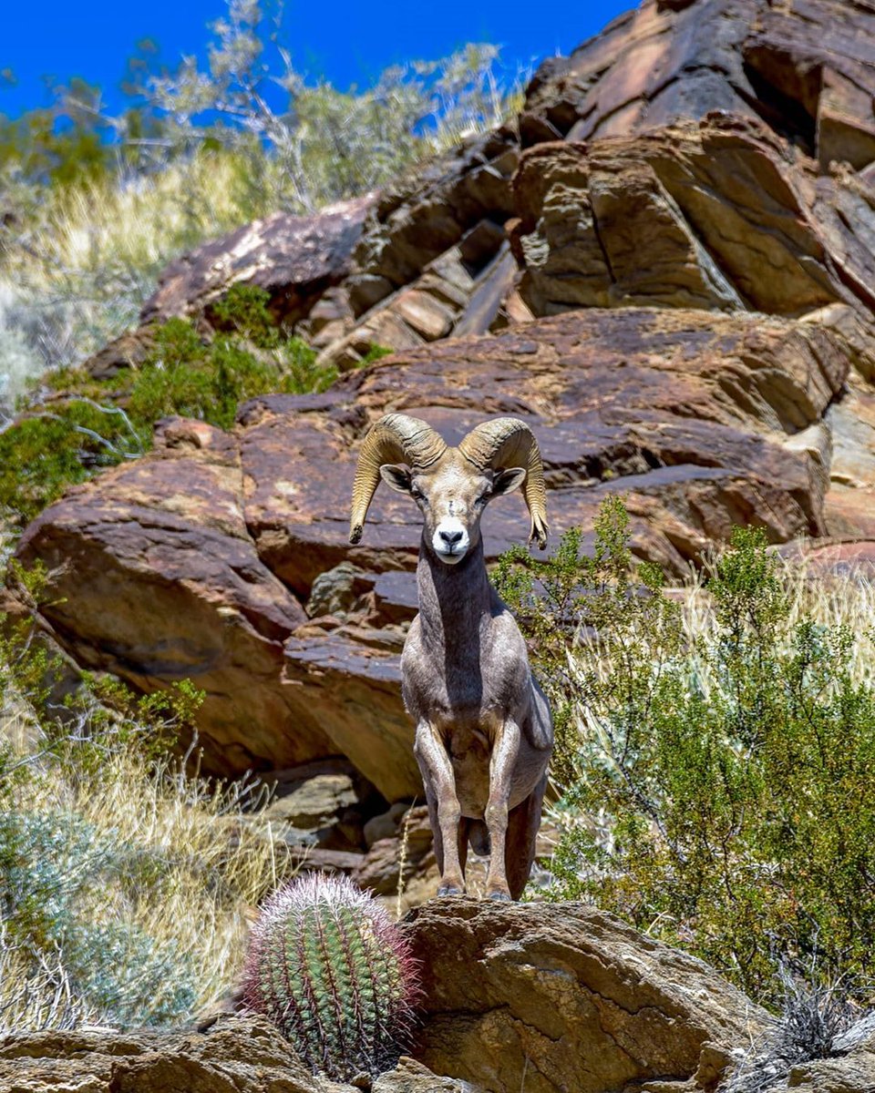VisitCADeserts's tweet photo. It's #WorldWildlifeDay! To celebrate, support the wildlife conservation effort by:
• Familiarizing yourself with threatened species near your area.
• Spreading the word.
• Raising awareness about the importance of sustainability.

#WWD2022 https://t.co/uWIlv1gugY