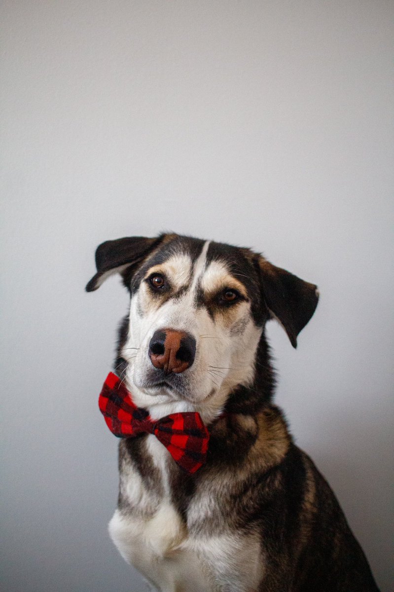 Alright guys, I want to see those glow ups! Show me puppy and adult pics! 😍♥️ #puppy #puppyglowup #dogsoftwitter #dogsofinstagram #dogs #twitterdogcommunity #DogsofTwittter