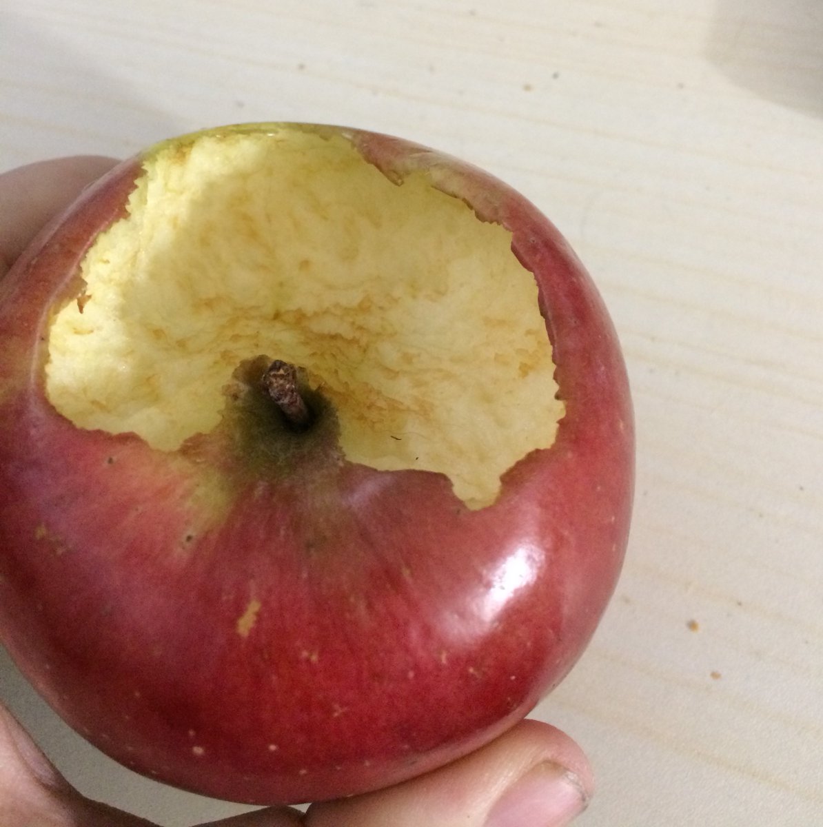 KAF_KellyAF's tweet image. I got myself 1 apple with my grocery gift cards. Too many make me gassy, so 1 was enough. I forgot to put it in the fridge...and the damn mice ate it!!! They freaking hollowed out a portion of it. 
#ODSPpoverty #FoodInsecurity