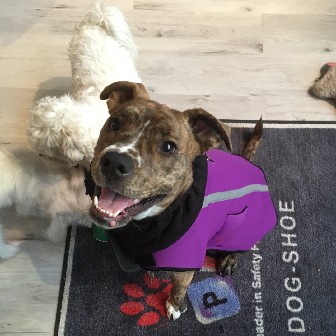 neopaws4pets's tweet photo. 💜

Neo-Paws neoprene jacket

Shop online at https://t.co/xJ8aTdsxHV

#Neopaws #NeoPawsInternational #dogfashion #neoprenejacket #dogapparel #dogclothes #dogjacket #dogwear #dogaccessories #dogsupplies #dogstyle #dogcoat https://t.co/IUJhO1UrPv