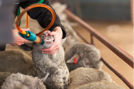 For a drench to be effective it has to be administered correctly

✅ Read drench labels carefully
✅ Follow label instructions
✅ Do not under dose. Weigh stock to check
✅ Select dose based on bodyweight of the largest animals
✅ Ensure drench gun is working well

#Wormwise