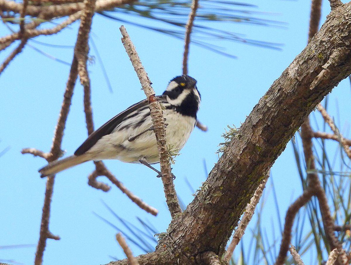 Not a great pic but rare bird for this time of year: Black-throated Gray Warbler. Me thinks spring migration starting. 👀