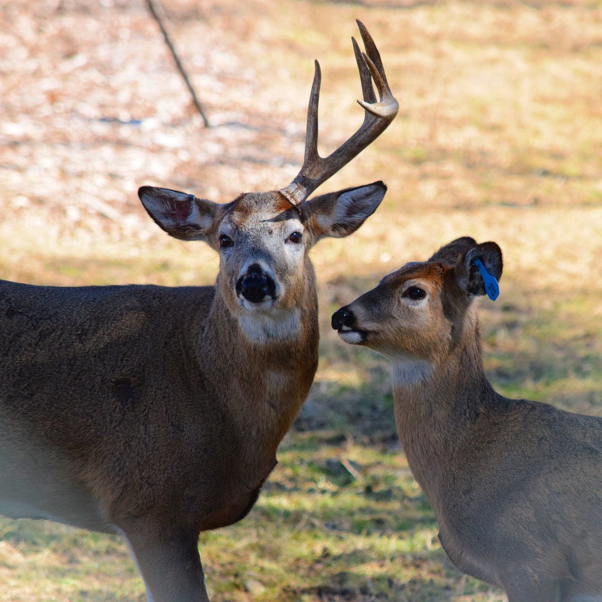 Is it just us or does something look a little “off” with this pic? 🤨

Unlike horns, #antlers are shed each year after breeding season. As you can see, both antlers aren’t always shed at the same time!

#Deer antlers begin growing in the spring and reach full size by early fall
