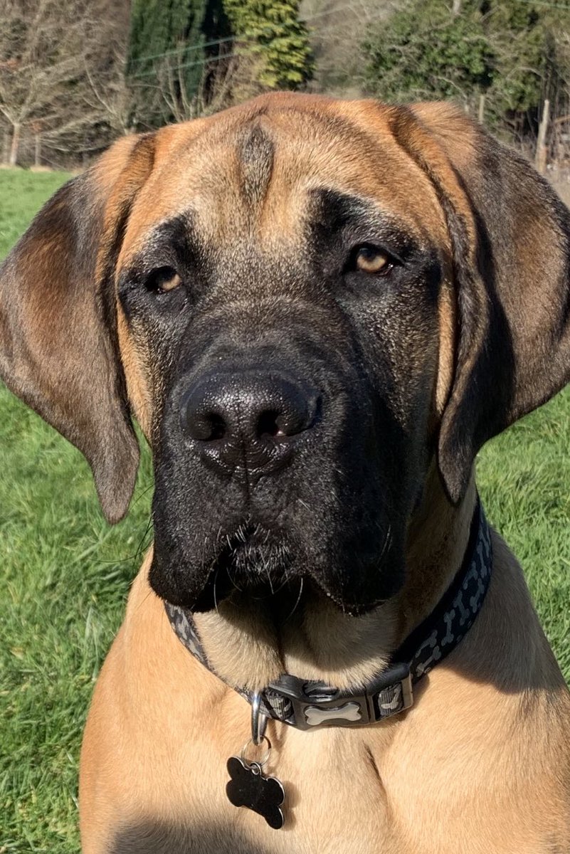 Beau and Ernie the Bears. tweet media