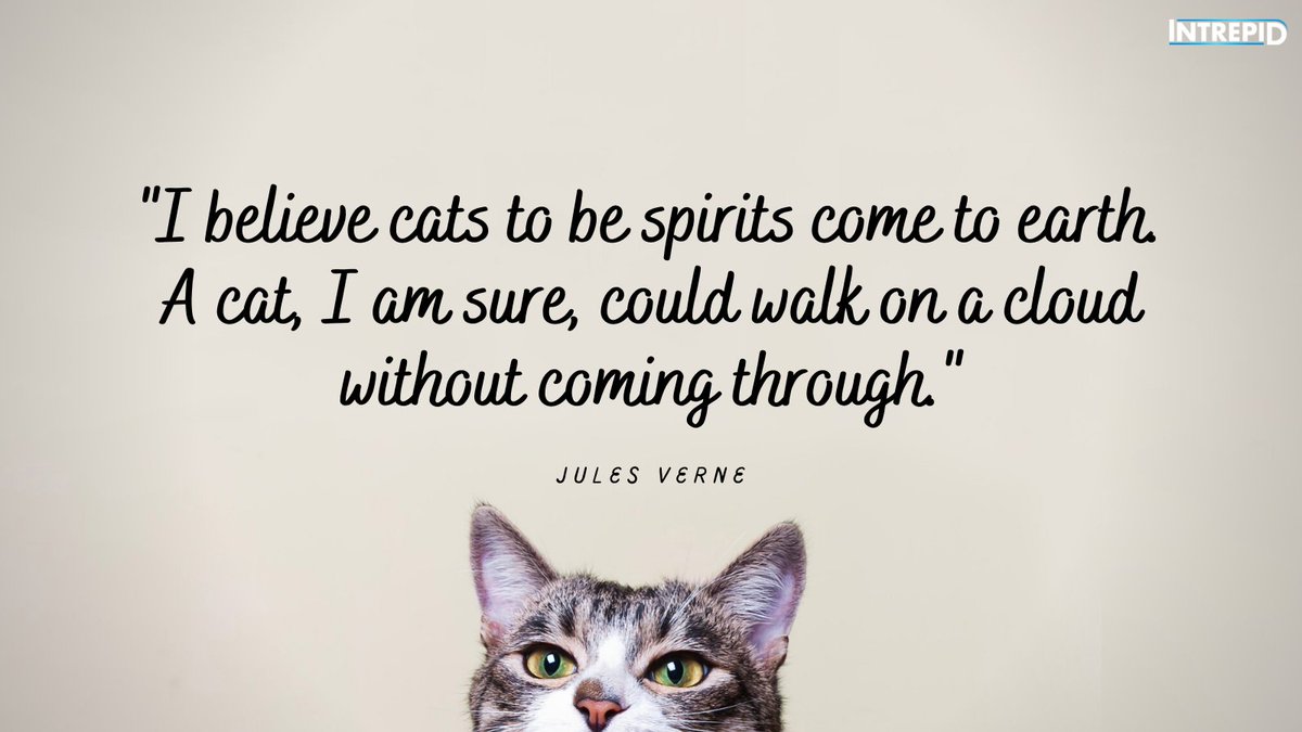 IntrepidPet's tweet photo. "I believe cats to be spirits come to earth. A cat, I am sure, could walk on a cloud without coming through." ― Jules Verne
#intrepidpet #julesverne #quote https://t.co/pPgLgk0oPo