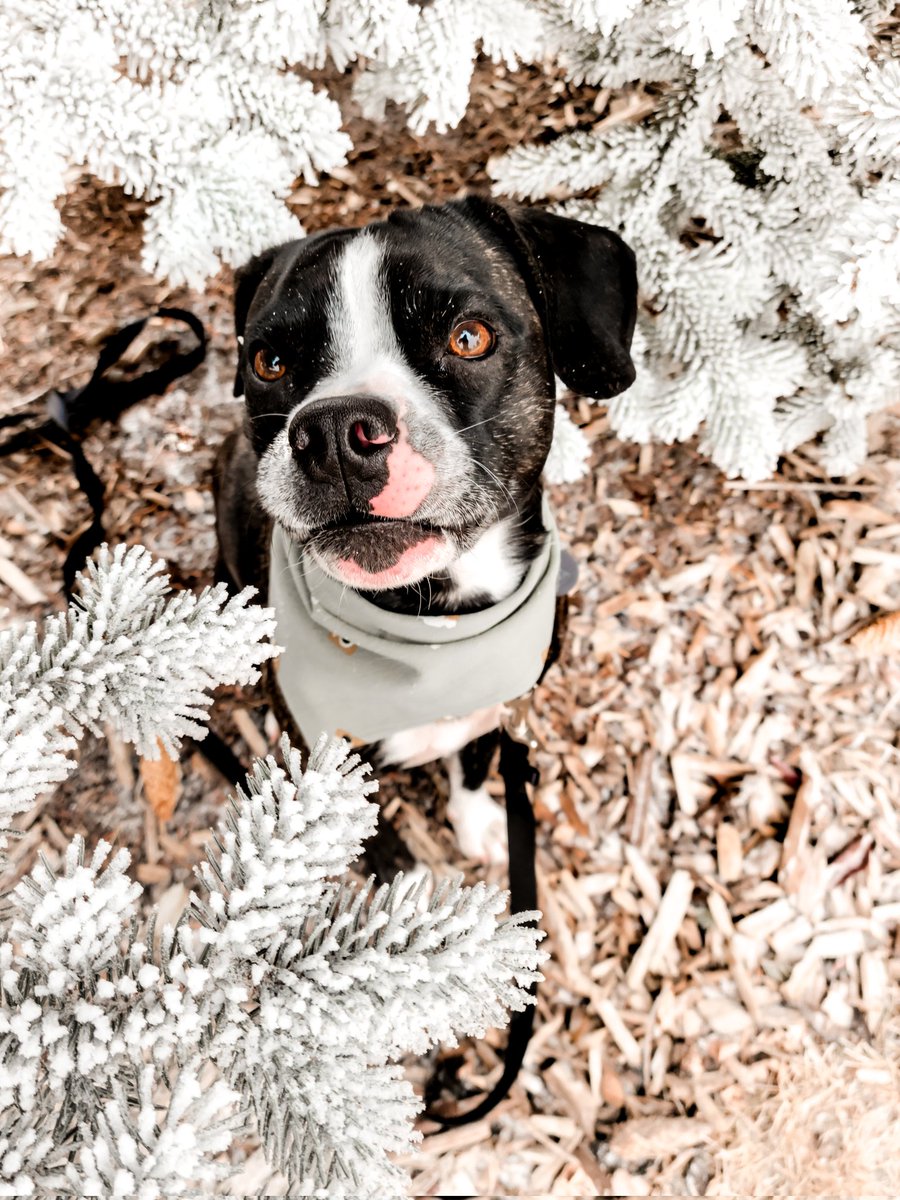 Bossy Pupper tweet media