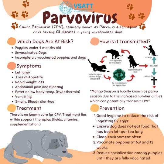 Symptoms How Can Parvo Be Transmitted Cats How To Catch Parvo