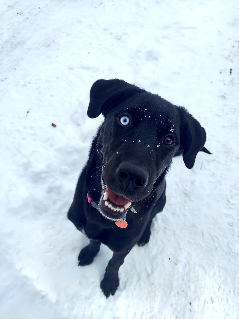 I call this "Derp Dog of the Snow"

#dogs 
#derpy