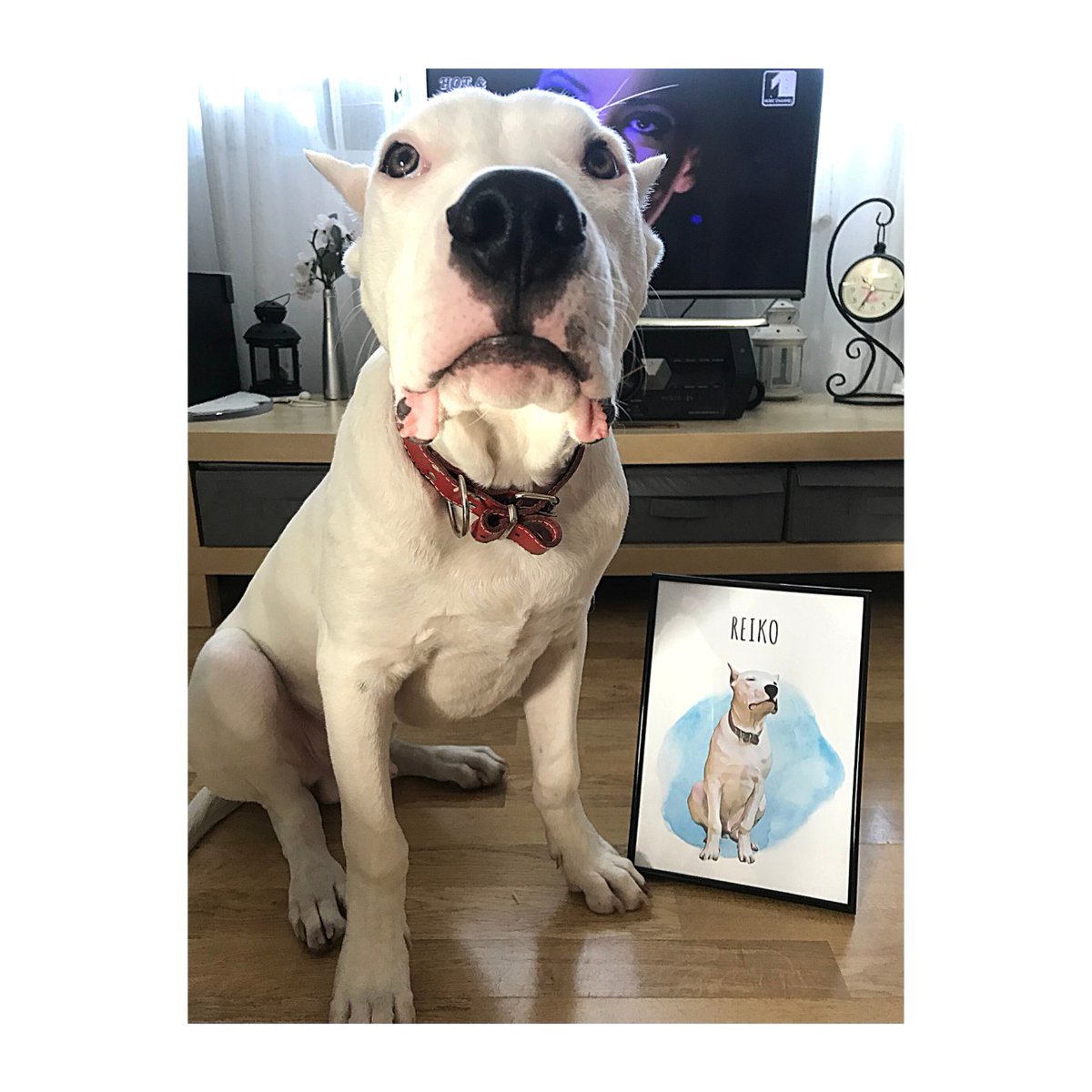 YourDogOnEvery1's tweet photo. Dis looks like me! Me much handsome boi! 🐶
#twitterdogcommunity #dogsoftwitter #dog #dogs #dogsarefamily #boop #dogtwitter #doglovers https://t.co/21NzWaGrOP