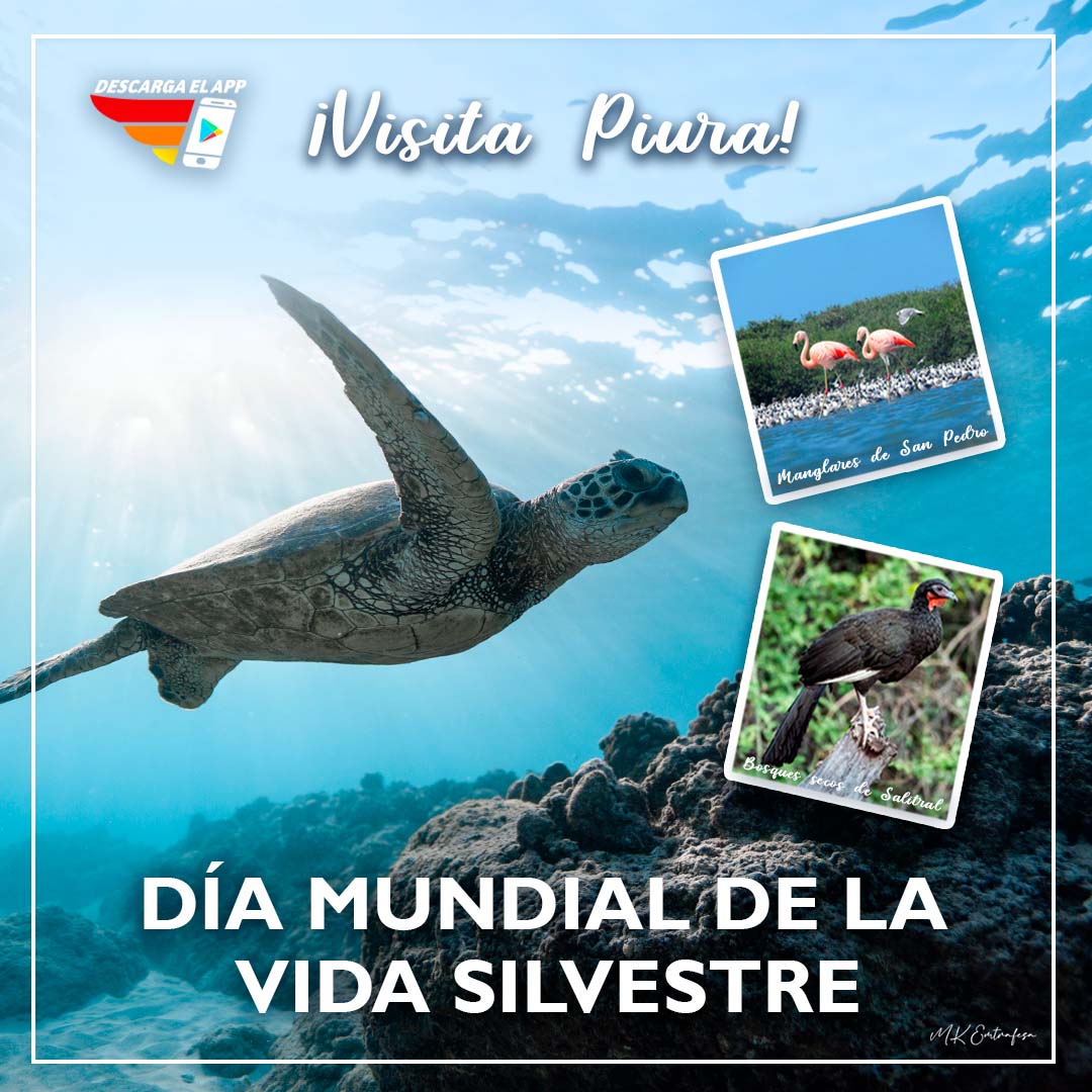¡Feliz día mundial de la vida silvestre! 🌎🌺🌹🌻

Ahora puedes viajar de Trujillo a Piura en un nuevo horario: 1:30 PM, y de Piura a Trujillo: 2:00 PM. ⏰🚍

Descarga nuestra App aquí:➡  goo.su/QGOiOtq