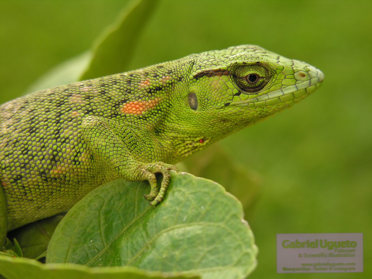 Polychrus auduboni from N Venezuela, Trinidad and Tobago, a species  recently described in 2017, image size:1200x900