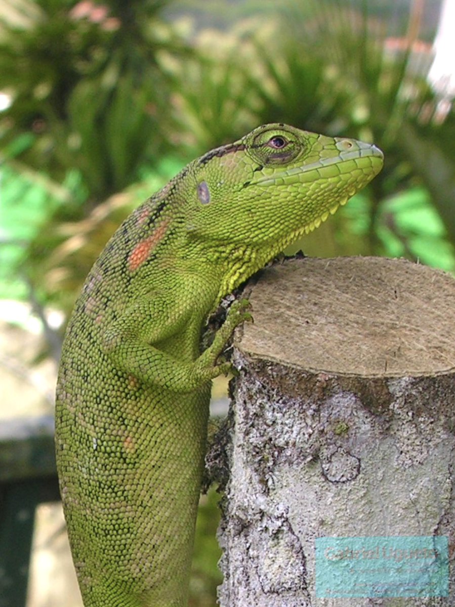 Polychrus auduboni from N Venezuela, Trinidad and Tobago, a species  recently described in 2017, image size:899x1200