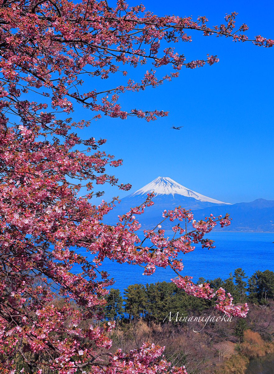 おはようございます。 先日伊豆に遠征した時の河津桜と富士山です。 少し早めでしたが海と空の青に映える桜色が綺麗でした。 空飛ぶメジロは撮れませんでしたが空飛ぶ飛行機撮れました🤗 使用filte