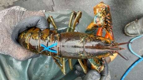 N.S. fishermen being asked to look out for a curious catch — ribbon-decorated lobster ift.tt/jJxRnTC