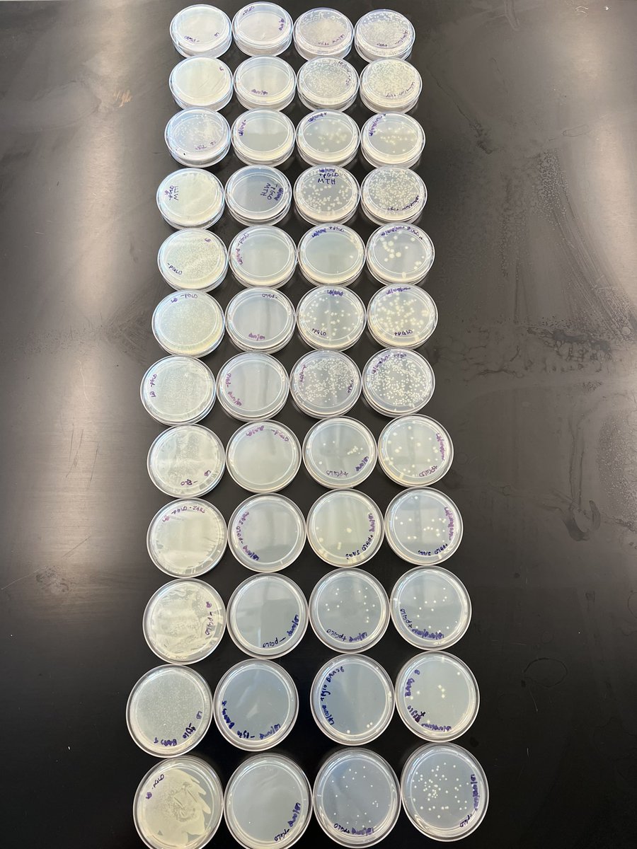 wcsBHSrl's tweet photo. From modeling recombinant plasmids to successful bacterial transformations, it’s been a great two weeks in AP Bio! Students genetically modified E. coli, inserting the bioluminescent gene from jellyfish to make glowing bacteria 🧫! https://t.co/TUkGF7mxRV