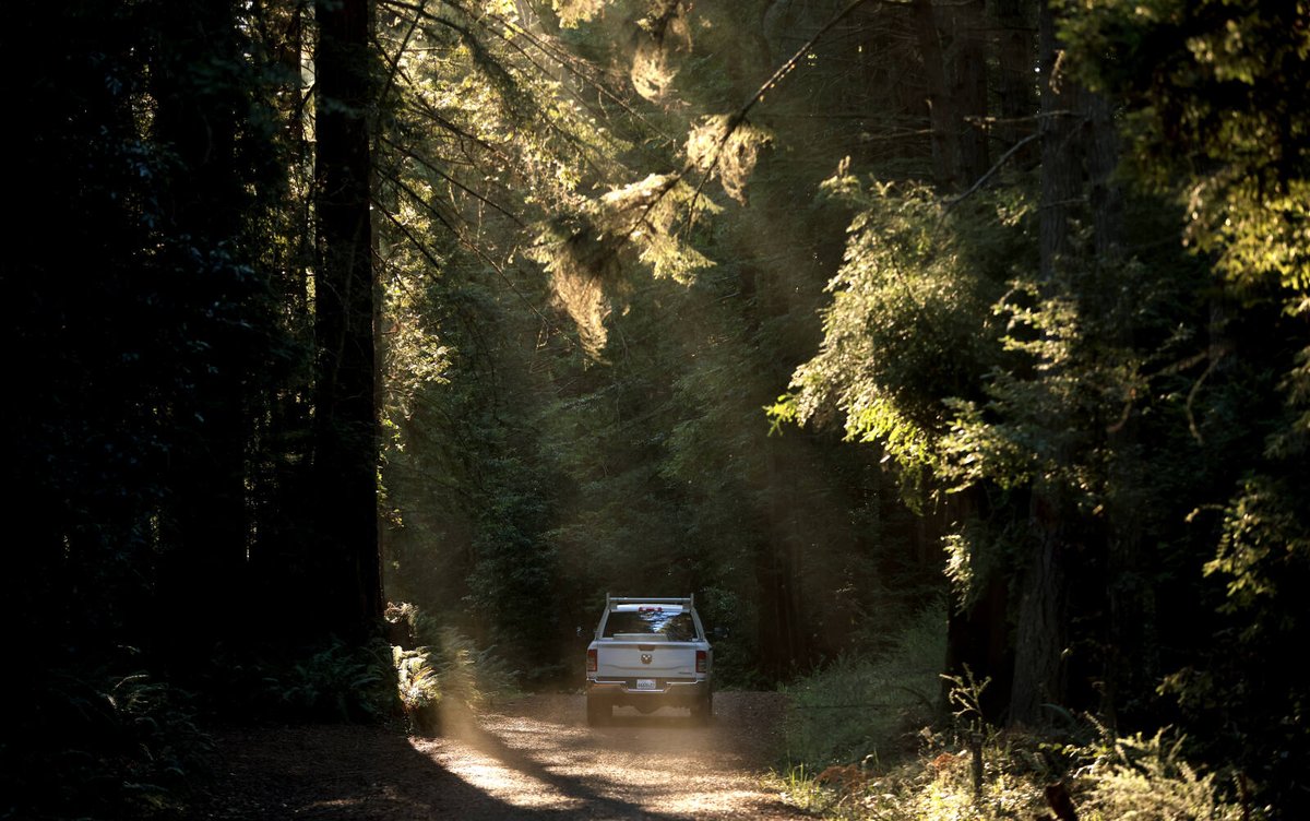Brett Wilkison (@brettwilkison) on Twitter photo Should California be logging 100-year-old redwoods any more?
And
Is a state forest set aside 70 years ago for timber experimentation better suited now purely for carbon capture & wildlife habitat?
#climate dilemma story by <a href="/MaryCallahanB/">MaryCallahan (she/her)</a> & <a href="/kentphotos/">Kent Porter</a> pressdemocrat.com/article/news/f… Should California be logging 100-year-old redwoods any more?
And
Is a state forest set aside 70 years ago for timber experimentation better suited now purely for carbon capture & wildlife habitat?
#climate dilemma story by <a href="/MaryCallahanB/">MaryCallahan (she/her)</a> & <a href="/kentphotos/">Kent Porter</a> pressdemocrat.com/article/news/f…